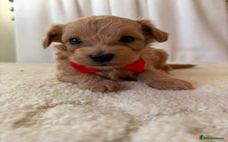 Maltipoo dogs for sale: F1 beautiful maltipoo baby’s 🩵🩷 - Image 11