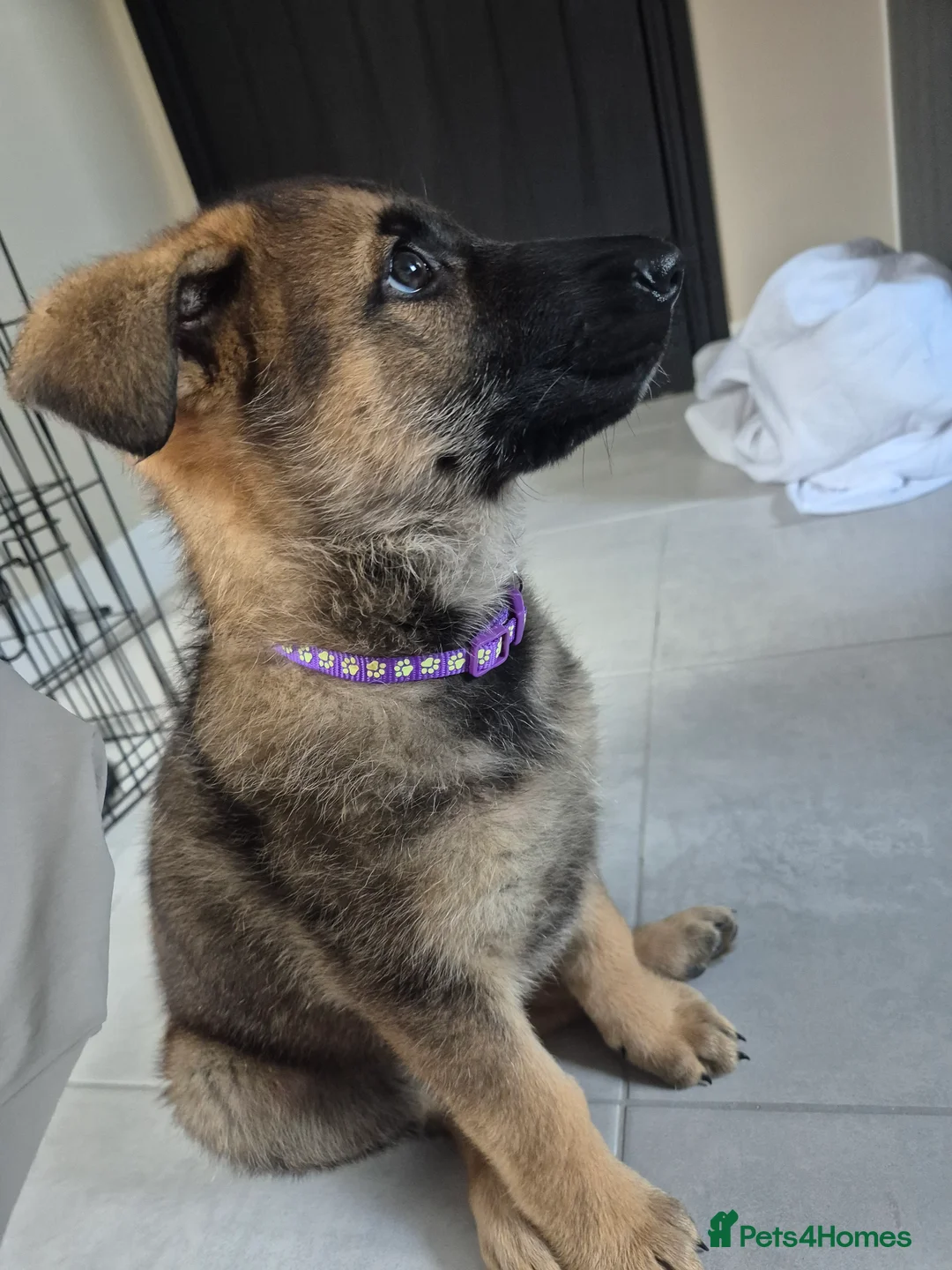 German Shepherd dogs for sale: 8 week German Shepherd puppy - Advert 2