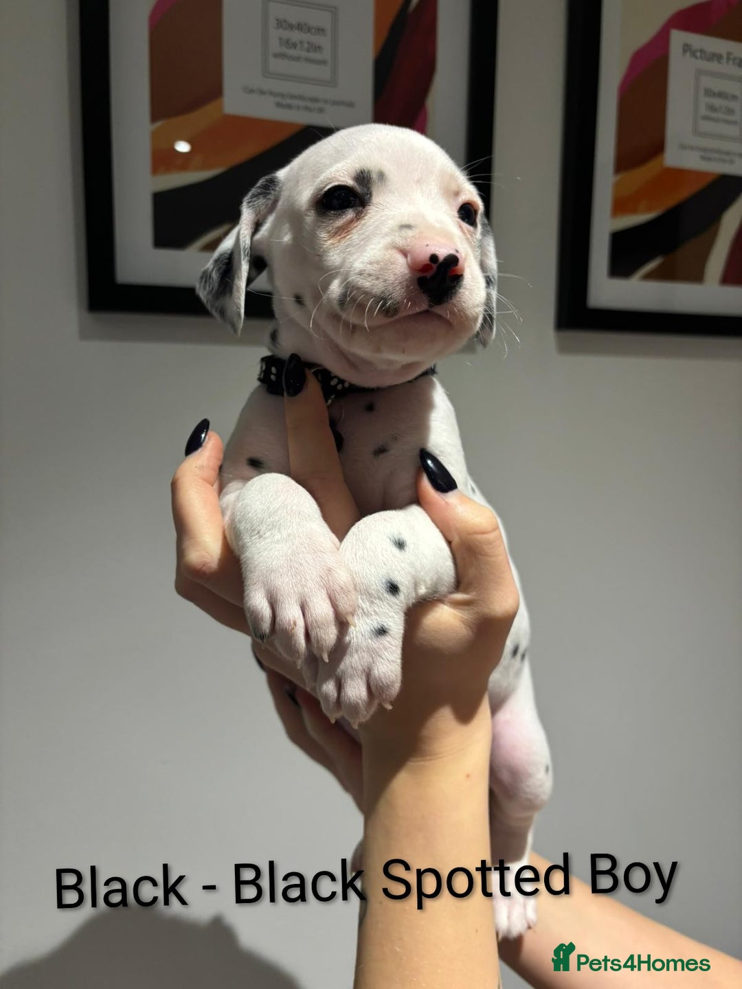 Dalmatian dogs for sale: Dalmatians for Sale (Last 2 Boys Left) - Advert 40