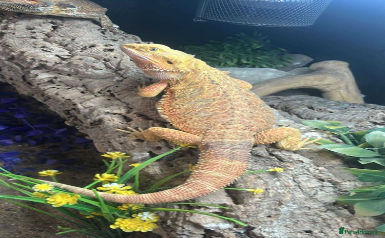 Bearded Dragon reptiles - Advert 1