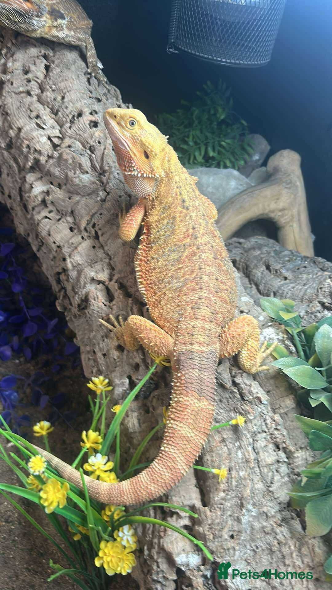 Bearded Dragon reptiles for sale: baby bearded dragons  - Image 1