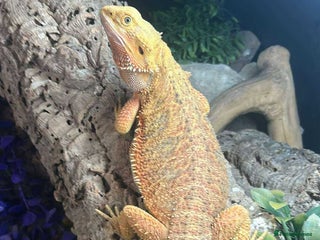 Bearded Dragon reptiles - Advert 6
