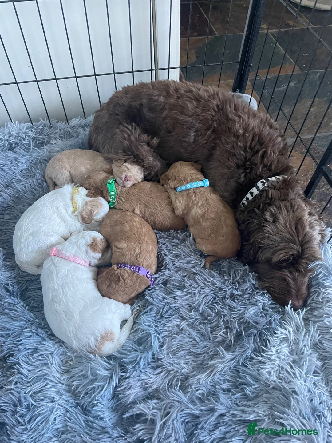Cockapoo dogs for sale: Cockapoo puppies - Advert 6