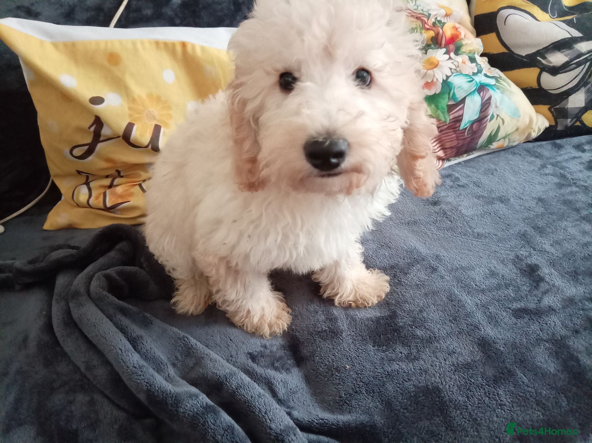 Miniature Poodle dogs Lovely mini poodles ready to go now only 3 boy  - Advert 2