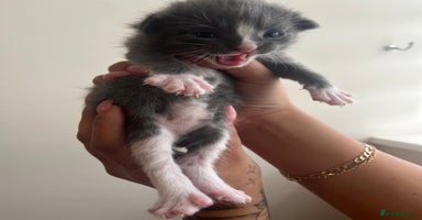 Domestic Shorthair cats - Advert 15