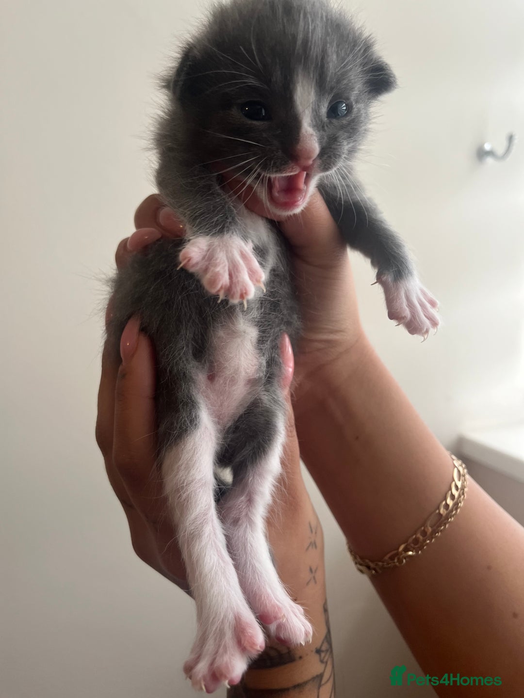 Domestic Shorthair cats for sale: Three domestic shorthair for sale  - Image 3