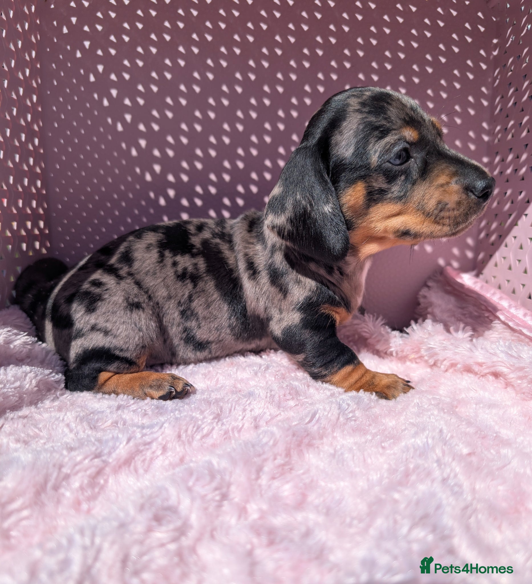Miniature Dachshund dogs Miniature daschund  - Advert 3