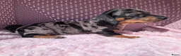 Miniature Dachshund dogs for sale: Miniature daschund  - Advert 6