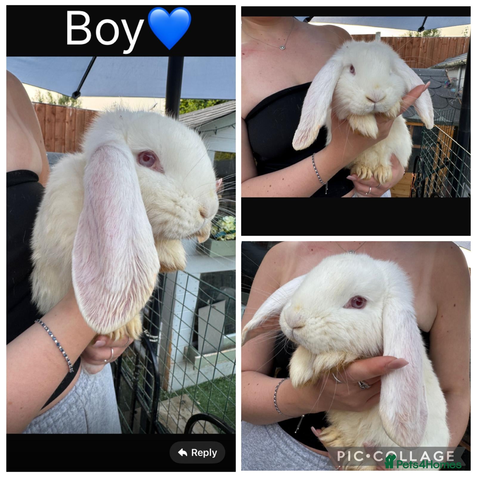 French Lop rabbits French lop - Advert 15