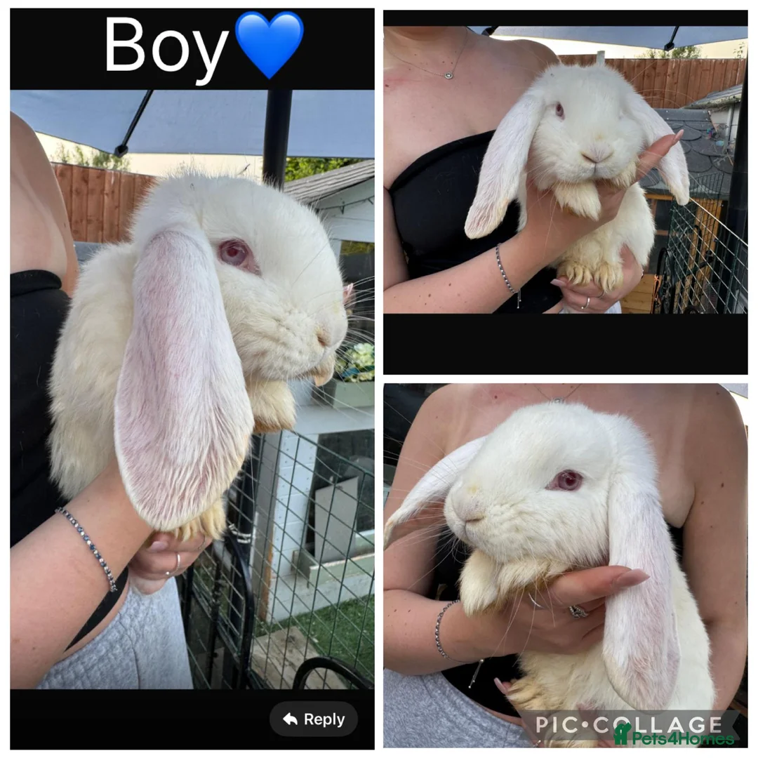 French Lop rabbits for sale: French lop - Advert 1