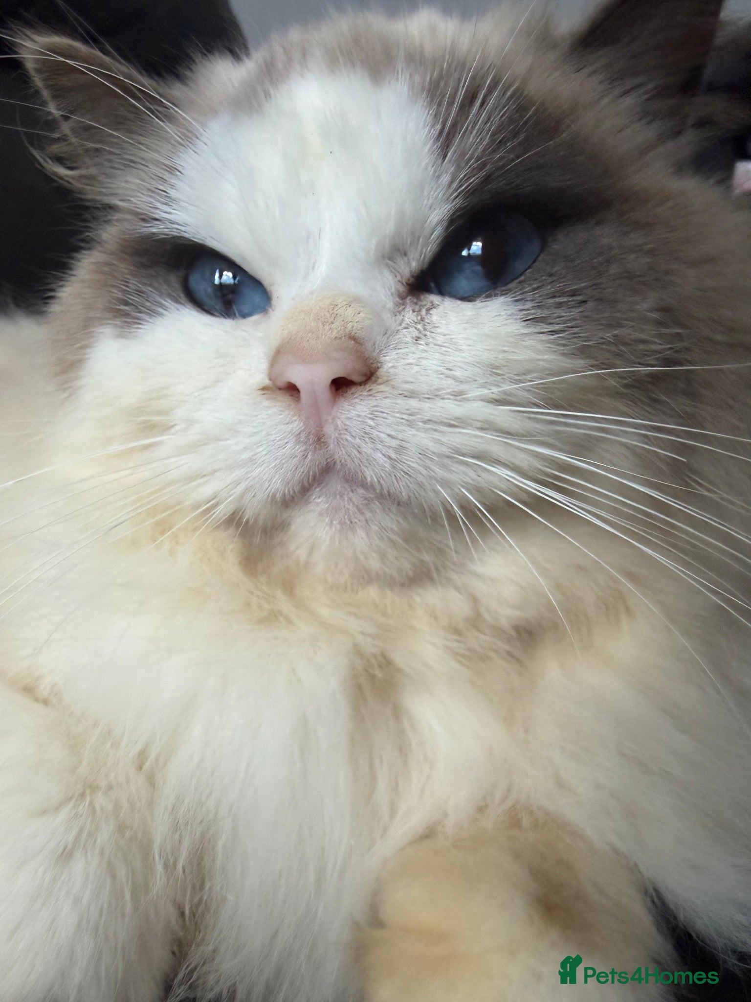 Ragdoll cats TICA ACTIVE FEMALE BI COLOUR RAGDOLL - Advert 17