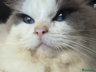 Ragdoll cats TICA ACTIVE FEMALE BI COLOUR RAGDOLL - Advert 17