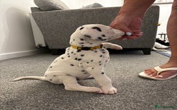 Dalmatian dogs for sale:  Beautiful Dalmatian puppies  - Image 11