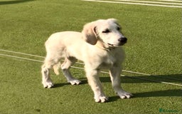 Golden Retriever dogs for sale: Fully vaccinated championline puppies in London - Image 7