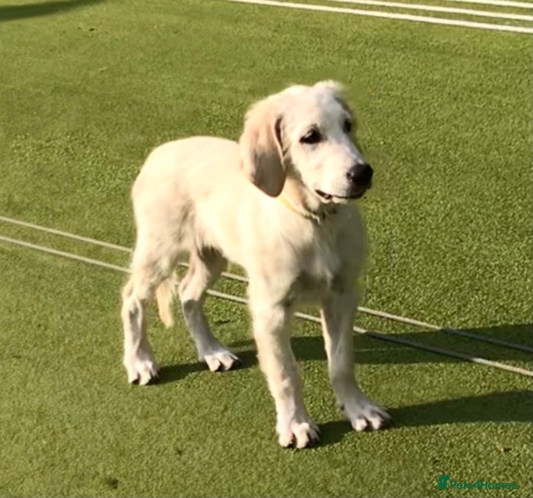 Golden Retriever dogs for sale: Fully vaccinated championline puppies in London - Image 7