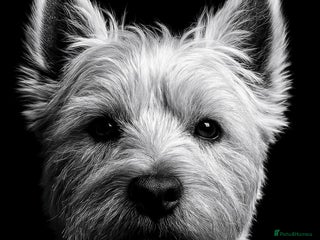 West Highland Terrier dogs Beautiful compact West Highland Stud - Advert 2