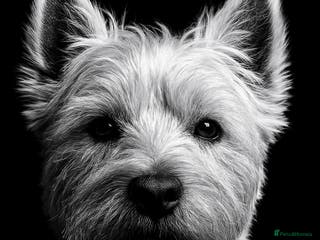 West Highland Terrier dogs Beautiful compact West Highland Stud - Advert 10