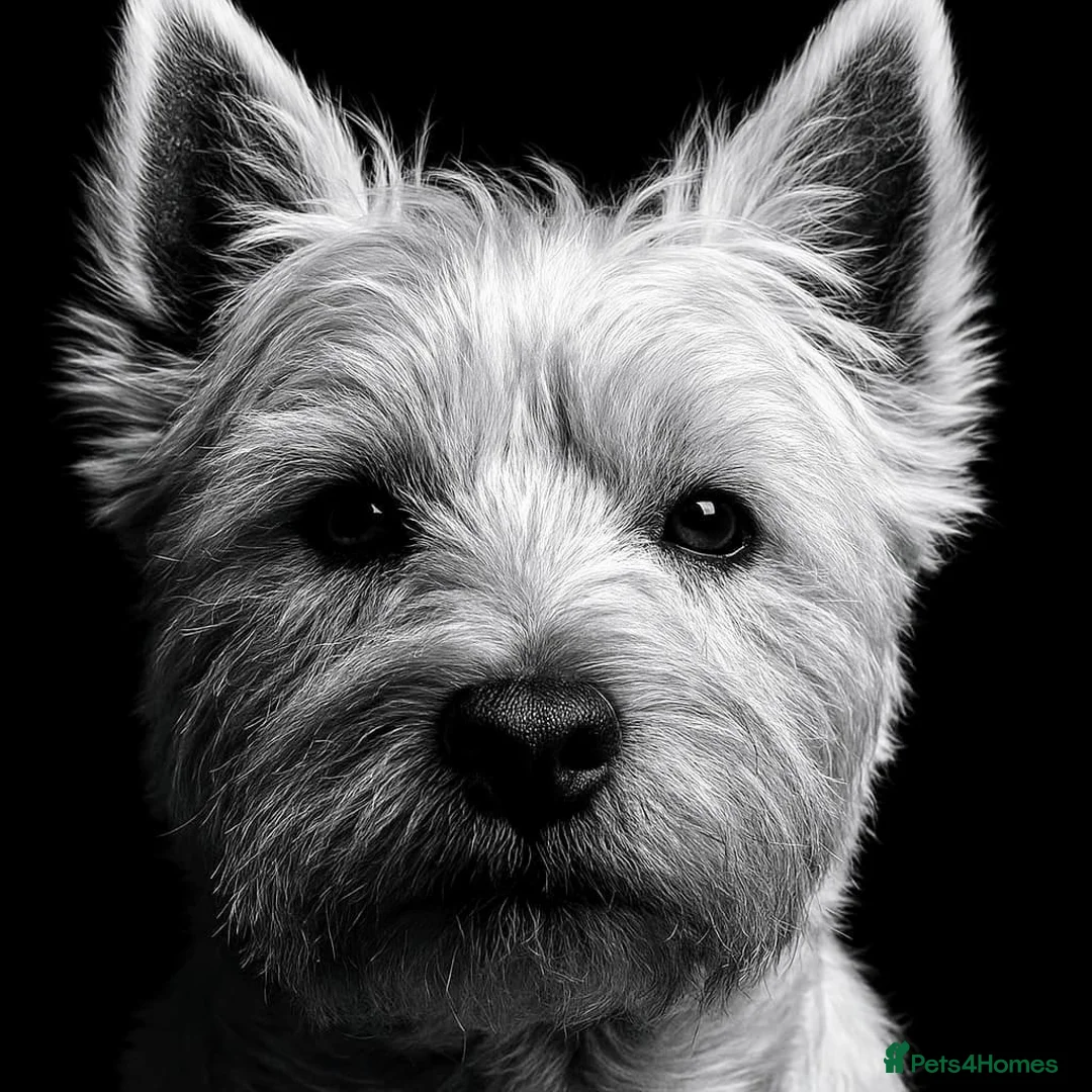 West Highland Terrier dogs for stud: Beautiful compact West Highland Stud  - Advert 1
