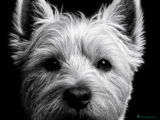 West Highland Terrier dogs for stud: Beautiful compact West Highland Stud - Advert 1