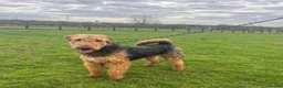 Airedale Terrier dogs for sale: KC REG 5⭐️BREEDER 4💖5💙 - Advert 5
