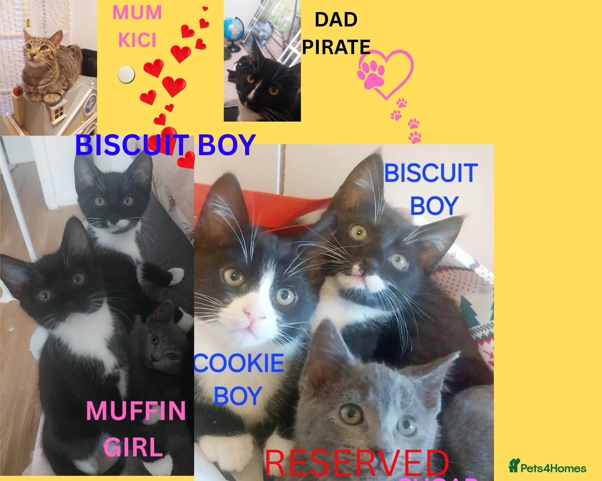 Mixed Breed cats Adorable kittens looking for a loving home - Advert 2