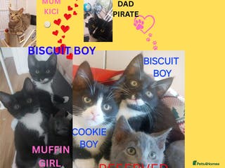 Mixed Breed cats Adorable kittens looking for a loving home - Advert 8