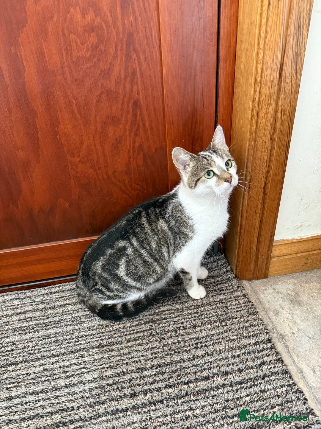 Mixed Breed cats for sale: Gorgeous female cat - Image 6
