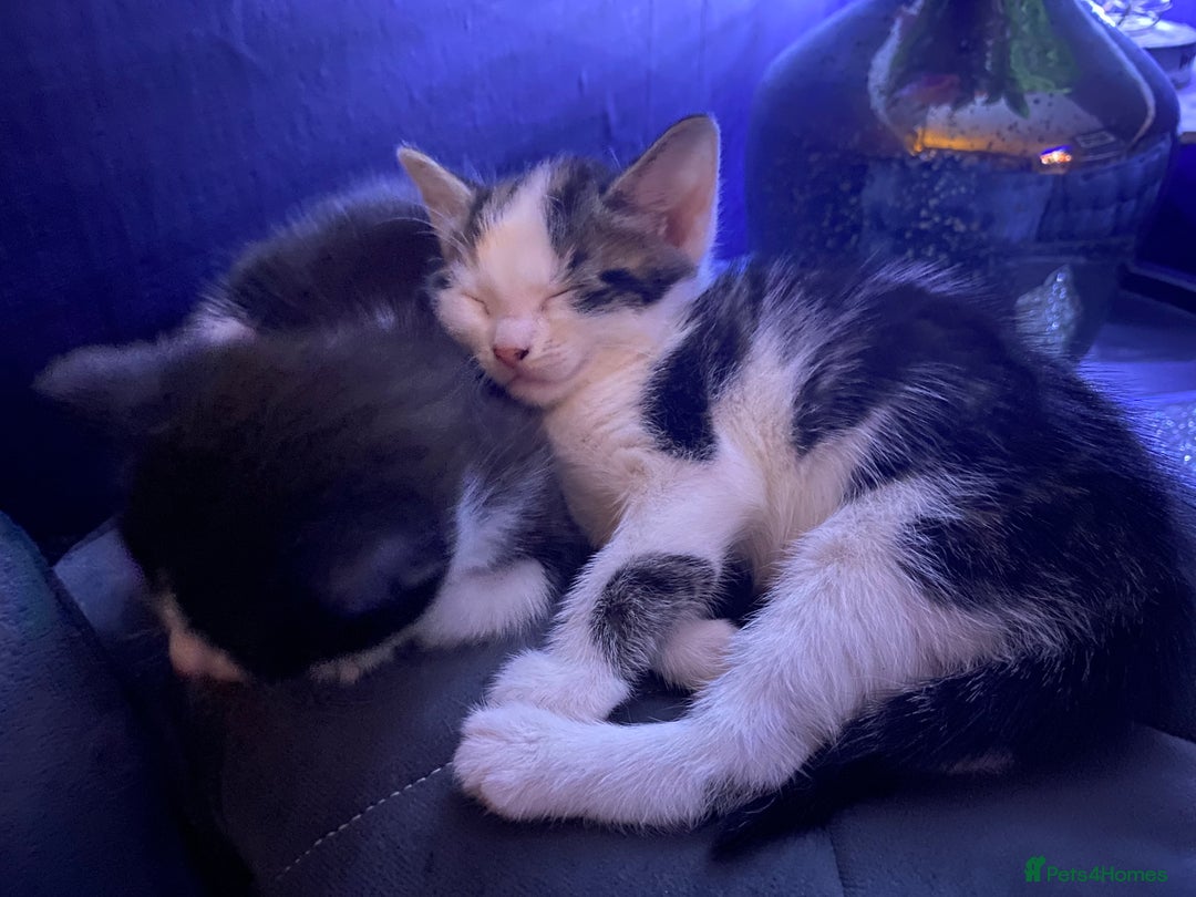 Mixed Breed cats for sale: 2 beautiful kittens  - Advert 11