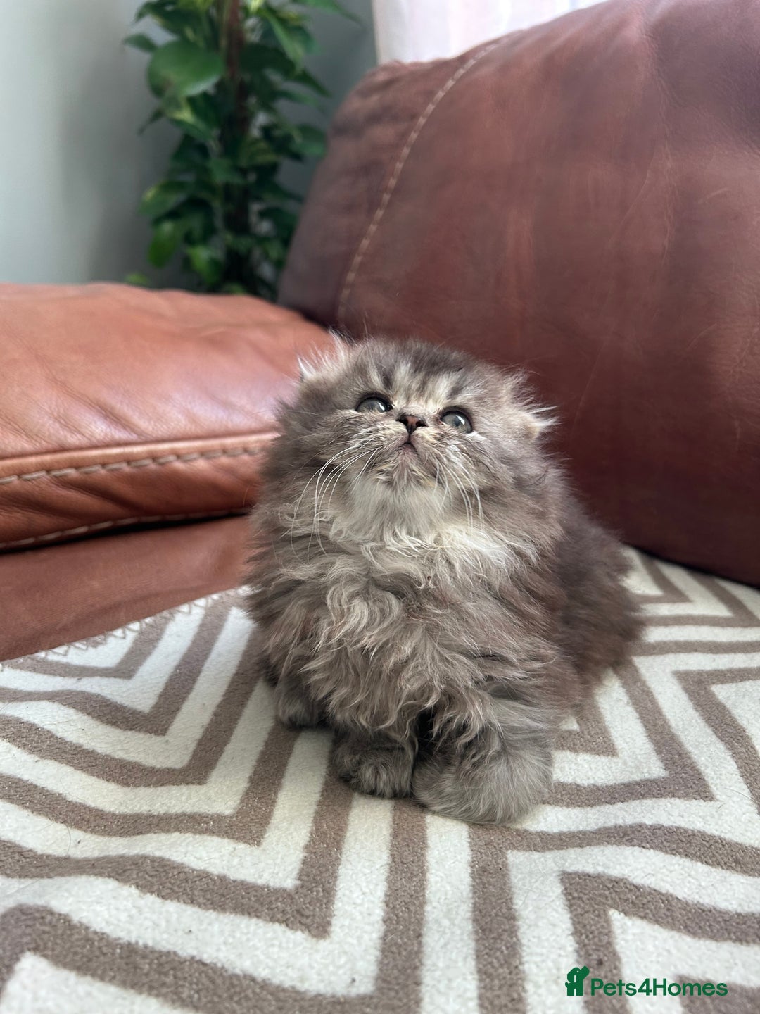 Scottish Fold cats for sale: Little buddies looking for home - Advert 16