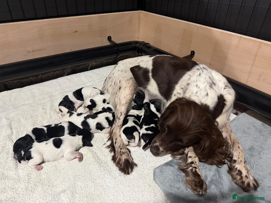English Springer Spaniel dogs for sale: KC Registered English Springer Spaniel puppies - Advert 1