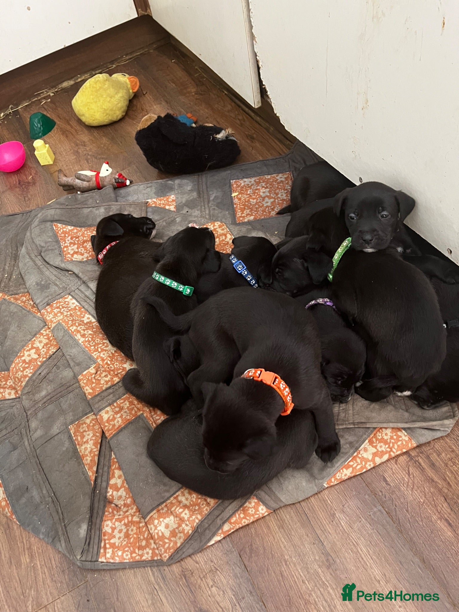 Mixed Breed dogs Beautiful Bullador puppies  - Advert 2