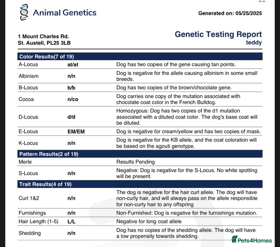 French Bulldog dogs for stud: Small and compact New Shade Isabella  in Norwich - Advert 6