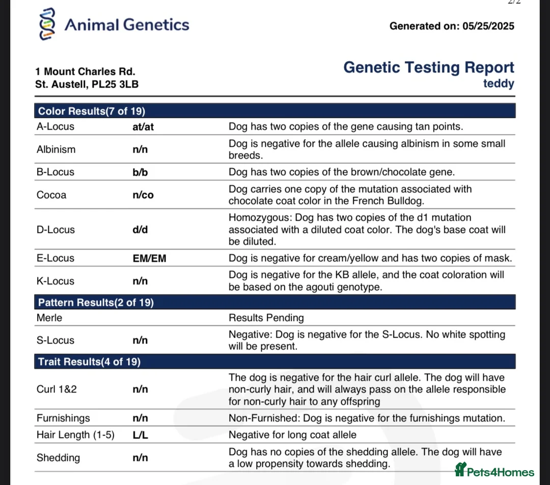 French Bulldog dogs for stud: Small and compact New Shade Isabella  in Norwich - Advert 6