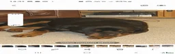 Rottweiler dogs for sale: Outstanding full German champion pedigree puppies  in Solihull - Advert 10