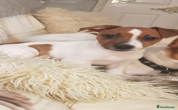 Jack Russell dogs - Advert 6