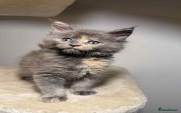 Maine Coon cats for sale: Main coon kittens  - Image 12