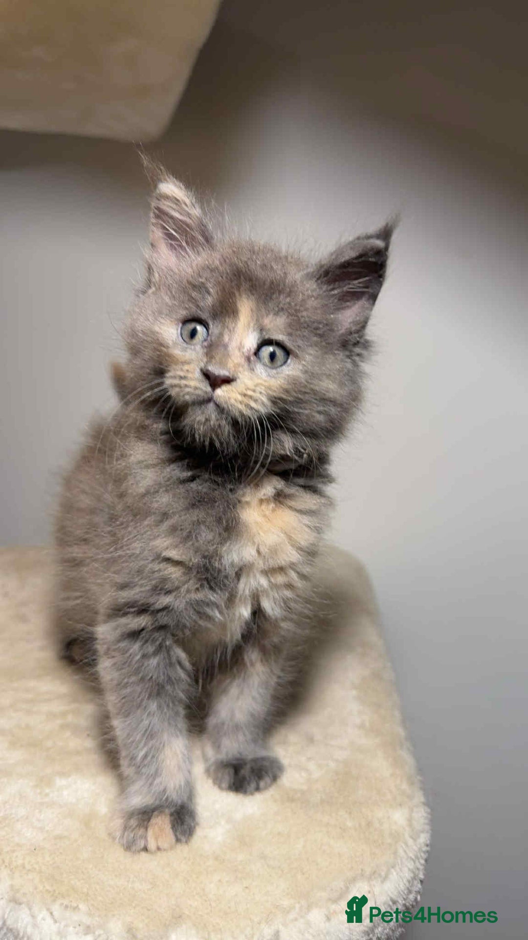 Maine Coon cats for sale: Main coon kittens  - Image 12