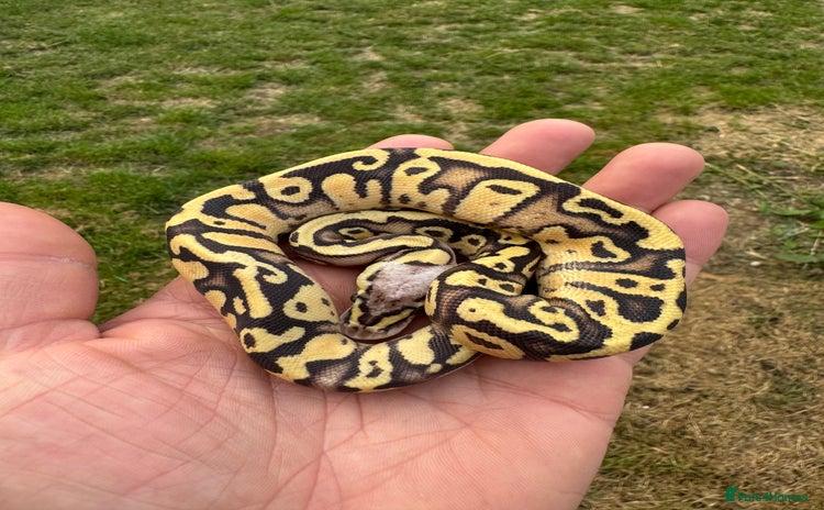 Python Snake reptiles - Advert 1