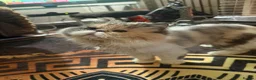 Persian cats for sale: Persian girl  in Bradford - Advert 1