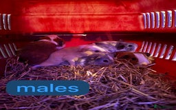 Guinea Pig rodents for sale: Beautiful baby Guinea pigs  - Advert 6