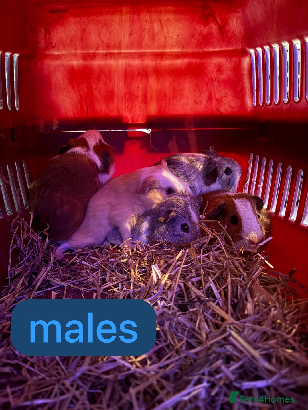 Guinea Pig rodents for sale: Beautiful baby Guinea pigs  - Advert 6