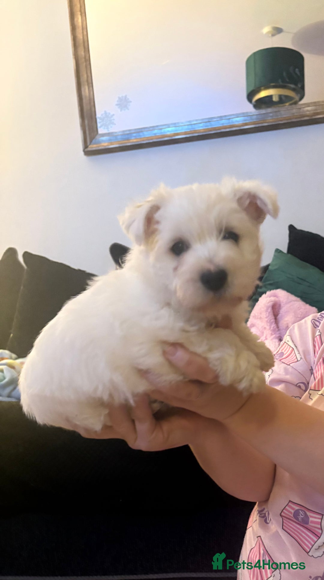 Mixed Breed dogs for sale: West highland terrier x Bichon Frise pups for sale - Advert 1