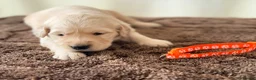Golden Retriever dogs for sale: 🐾✨BEAUTIFUL GOLDEN RETRIEVER PUPS 🐾✨ in Maidstone - Advert 3
