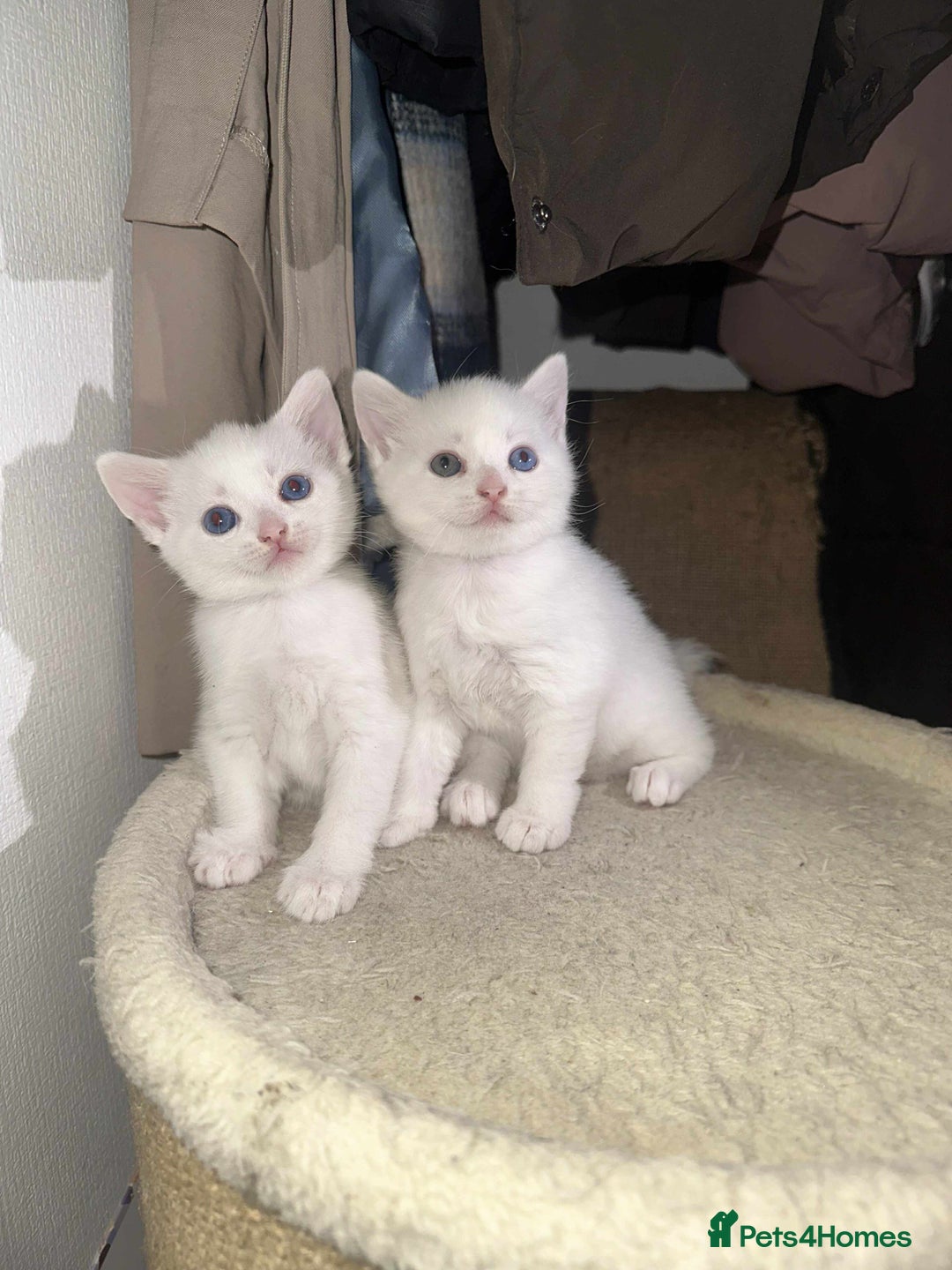 Khao Manee cats for sale: 2 famele kittens for sale - Advert 2