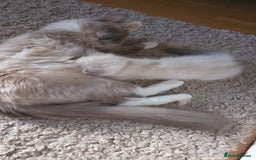 Ragdoll cats for sale: 4 stunning ragdoll kittens left - Image 17