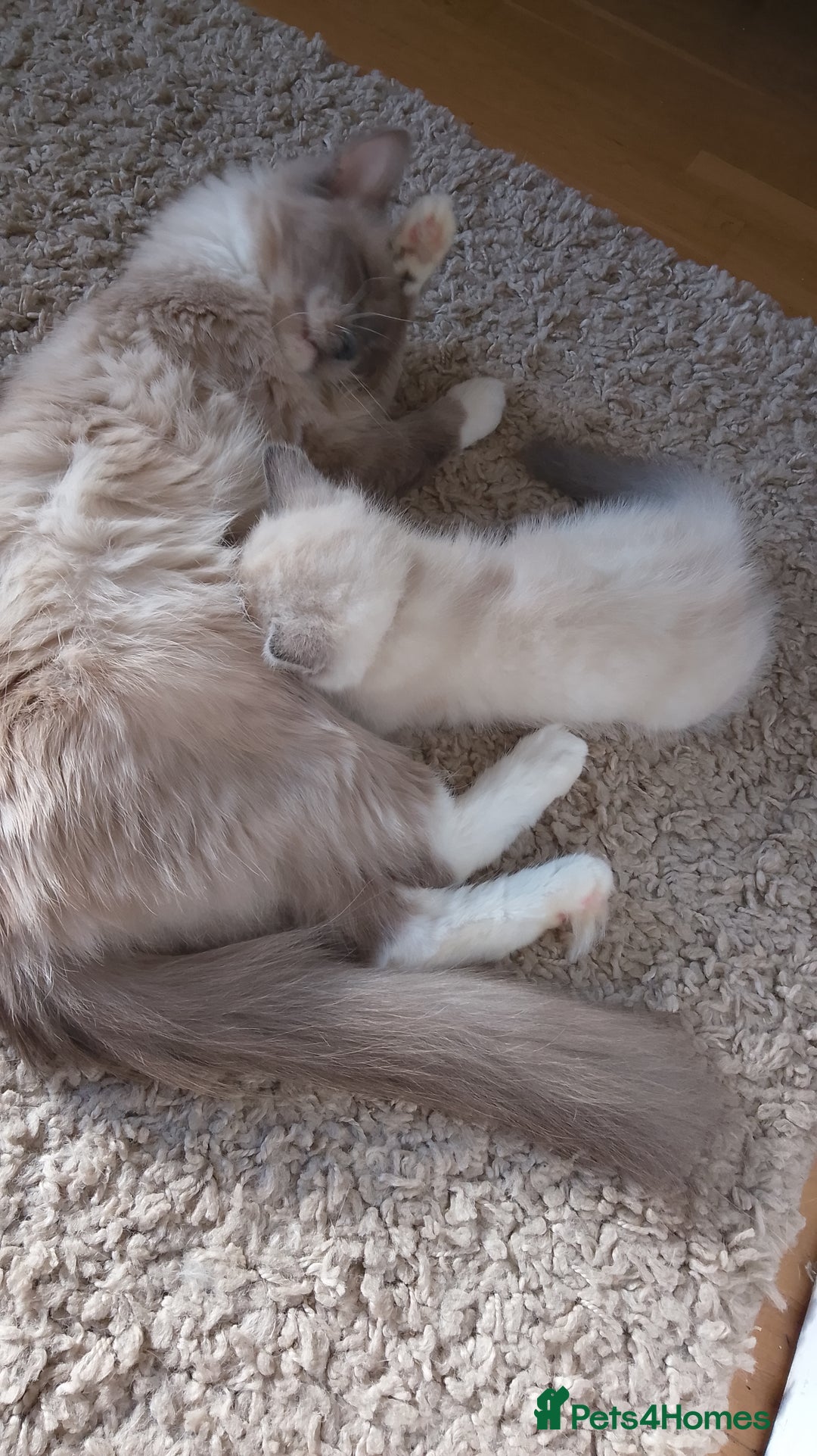 Ragdoll cats for sale: 4 stunning ragdoll kittens left - Image 17