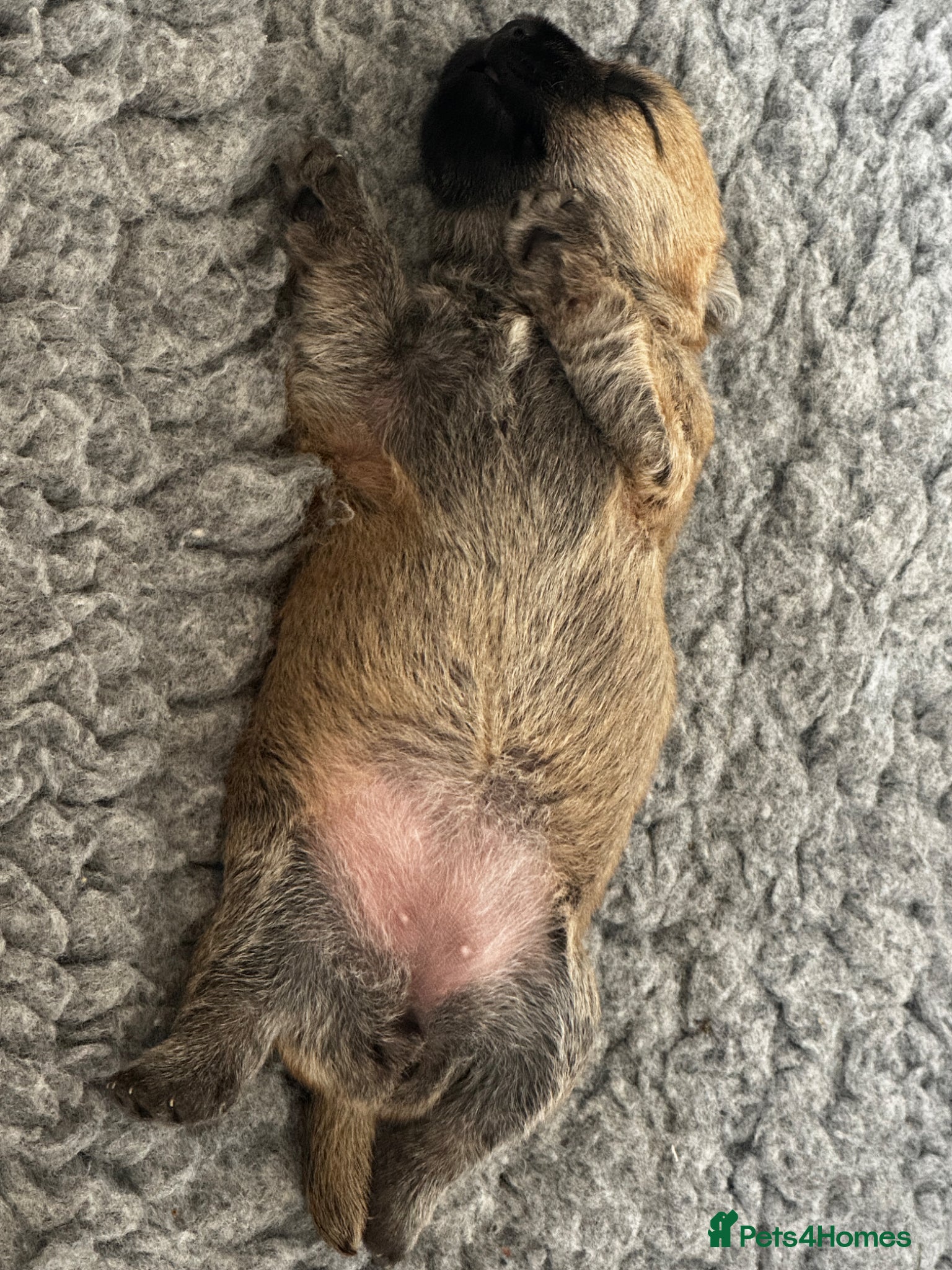 Cairn Terrier dogs KC Reg Cairn Terrier Pups – 3 Boys & 1 Girl - Advert 1