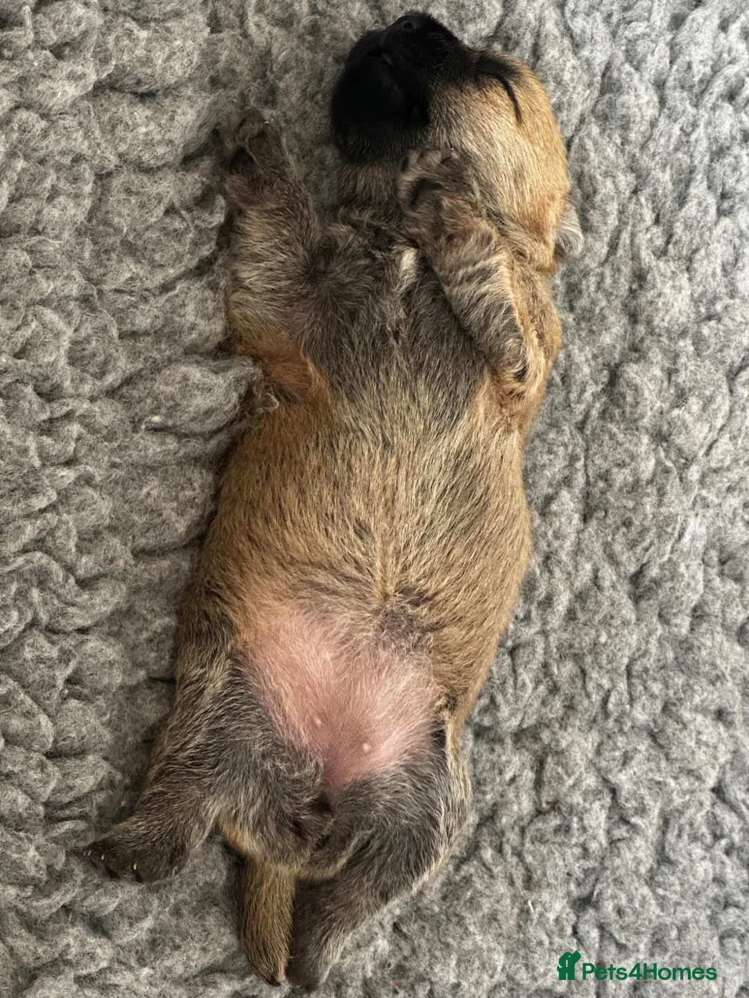 Cairn Terrier dogs for sale: KC Reg Cairn Terrier Pups – 3 Boys & 1 Girl - Advert 1