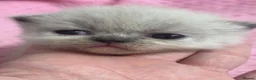 Exotic cats for sale: 3 beautiful quality exotic kittens - Advert 16