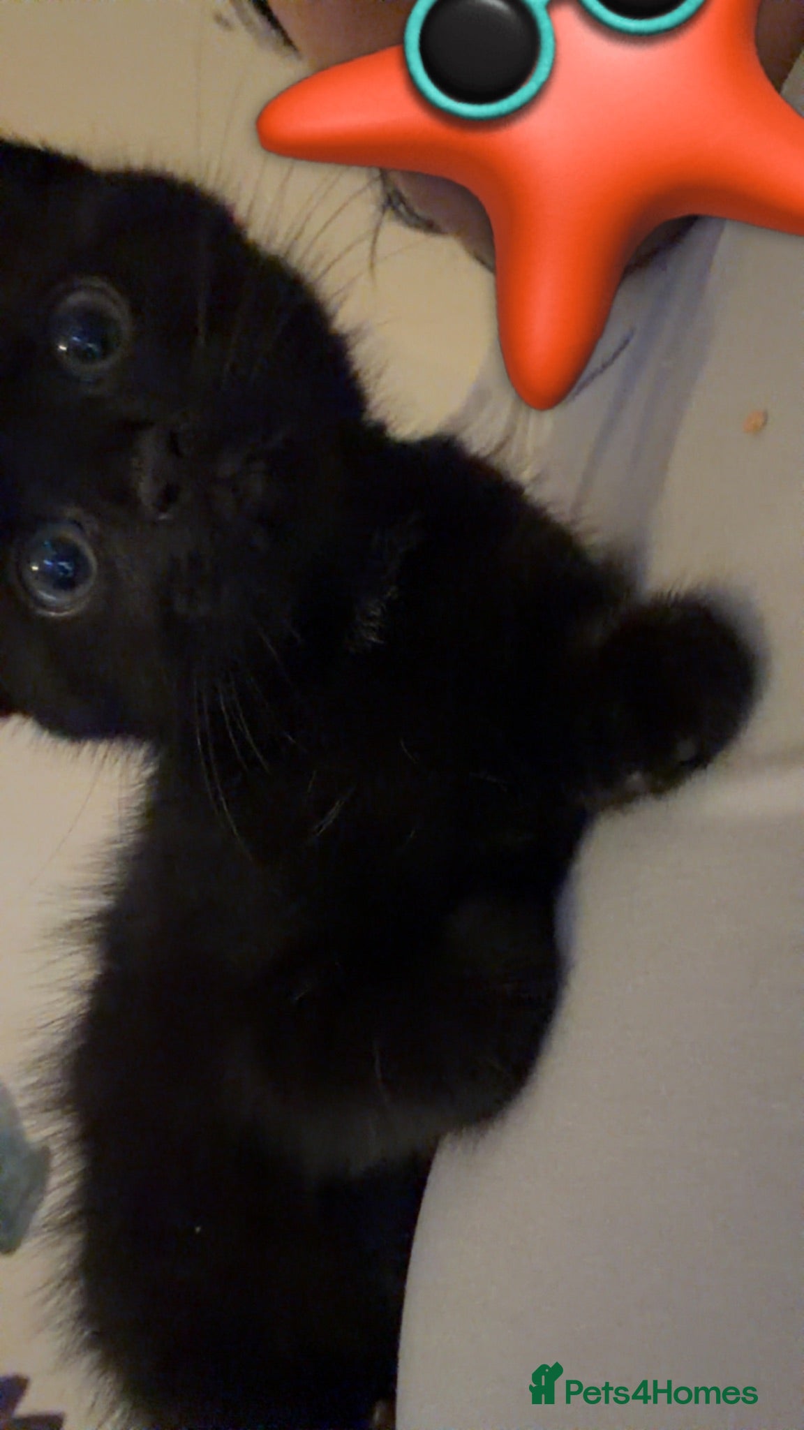 Domestic Shorthair cats Shadow, black domestic short hair  - Advert 1